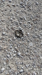 Sistrurus tergeminus