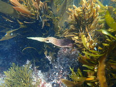 Chondracanthus spinosus