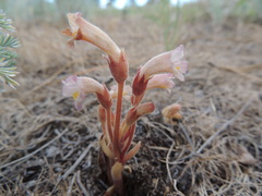 Aphyllon fasciculatum