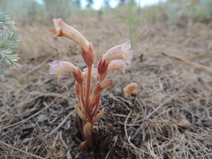 Aphyllon fasciculatum