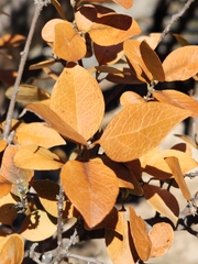 Forestiera reticulata