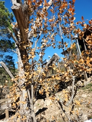 Forestiera reticulata