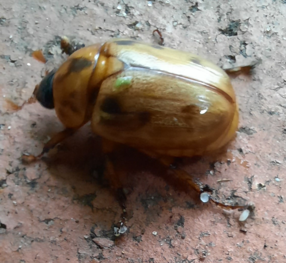 Scarabaeidae
