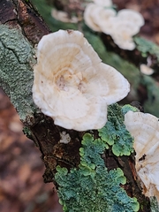 Trametes conchifer