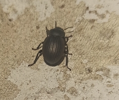 Scotobius ovalis