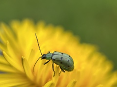 Diabrotica decempunctata