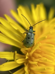 Diabrotica decempunctata