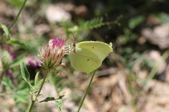 Gonepteryx farinosa