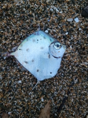 Xenolepidichthys dalgleishi