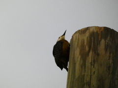 Melanerpes radiolatus