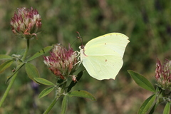 Gonepteryx farinosa