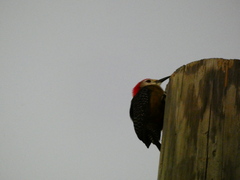 Melanerpes radiolatus