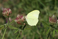 Gonepteryx farinosa