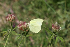 Gonepteryx farinosa