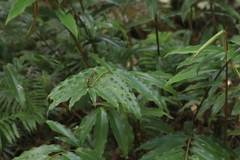 Alpinia arundelliana