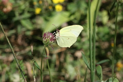 Gonepteryx farinosa