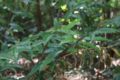 Alpinia arundelliana