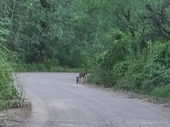 Odocoileus virginianus couesi