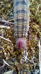 Brassolis astyra
