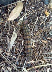 Brassolis astyra