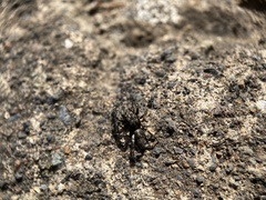 Salticus canariensis