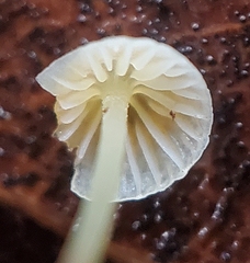 Mycena acicula