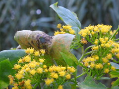 Coleosporium senecionis