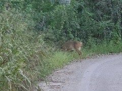 Odocoileus virginianus couesi