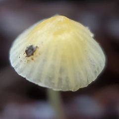 Mycena acicula