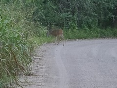 Odocoileus virginianus couesi