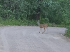 Odocoileus virginianus couesi