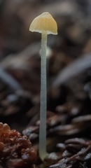 Mycena acicula