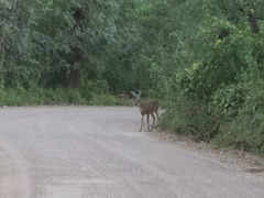 Odocoileus virginianus couesi