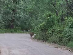 Odocoileus virginianus couesi