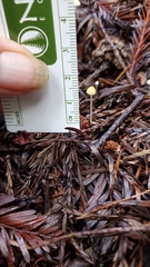 Mycena acicula
