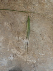 Avena sterilis