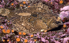 Pleuronichthys coenosus