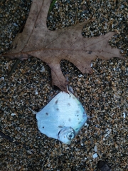 Xenolepidichthys dalgleishi