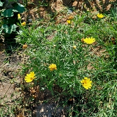 Glebionis coronaria
