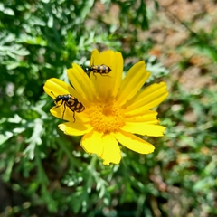 Glebionis coronaria