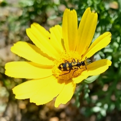 Glebionis coronaria