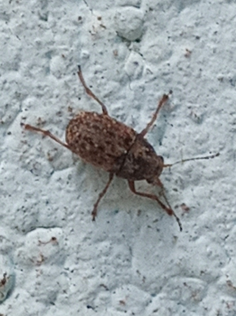 Coffee Bean Weevil from Sumaré on December 30, 2022 at 1110 AM by
