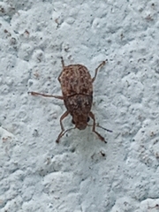 Araecerus fasciculatus