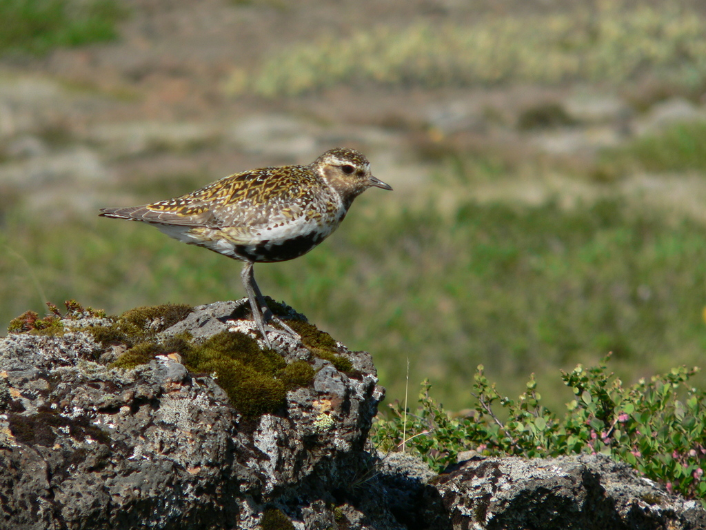 European Golden Plover