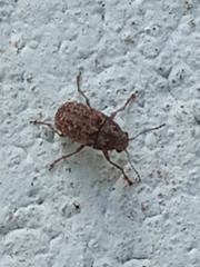 Araecerus fasciculatus