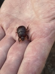 Geotrupidae