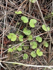 Dichondra repens