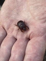 Geotrupidae