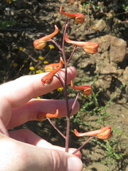 Delphinium cardinale