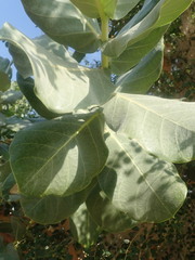 Calotropis procera